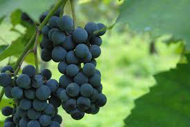 uva fragola