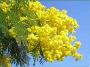 mimosa1