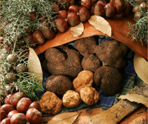 tartufo1