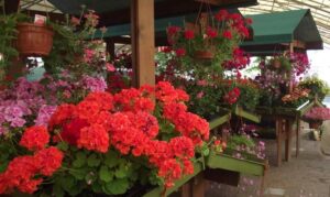 fiera fiori monticelli 1