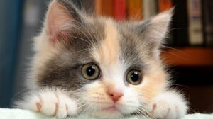gatto