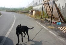 Niente più cani alla catena, Regione Emilia Romagna prima in Italia a modificare le norme