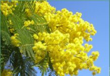 Festa della donna, le iniziative a Piacenza