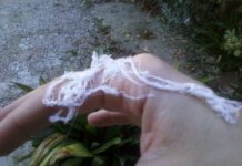 Quelle strane “ragnatele” su Piacenza: naturali o no?