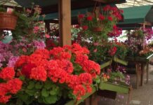 Fiera di Maggio a Monticelli tra fiori, musica e spettacoli