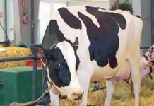 Codogno, zootecnia protagonista alla Fiera Autunnale