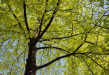 Alberi in città, gli agronomi: “Servono programmazione e professionalità”