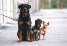 Mio Post – “Proprietari di cani non rispettano le regole, vie del centro latrine a cielo aperto”