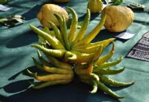 Frutti Antichi, edizione primaverile a Paderna Vent’anni all’insegna della biodiversità