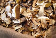 Esposizione micologica, oltre 300 specie di funghi