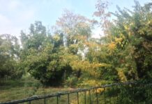 I consiglieri del Movimento 5 Stelle: “Orti di via Campesio: tifiamo per il verde”
