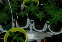 Gragnano, coltivava marijuana in appartamento, 29enne nei guai