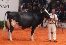 Fiera di San Giuseppe, a Cortemaggiore salta la mostra della vacca Frisona, rinviata al 2017