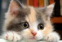 “Non abbandoniamo le colonie feline: per gli animali da compagnia nessun pericolo di infezione”