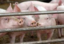 Maloberti (Carne che Piace): “Dai nostri allevatori rispetto regole e attenzione al benessere animale”