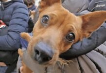 Sant’Antonio Abate, benedizione degli animali e tante iniziative