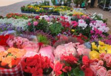 Da Piacenza in fiore a A/Mano Market: tutti gli eventi di domenica in centro