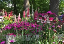 Piante, fiori e artigianato: a Paderna l’edizione primaverile di Frutti Antichi