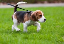 “A spasso mano nella zampa”, sabato 1° giugno al parco della Galleana