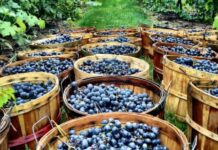 “Tra il ribollir di tini”, a Gropparello 64° Festa dell’Uva