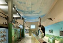 Al Museo di Storia Naturale impari giocando