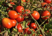 Pomodoro – Coldiretti: “Troppo distanti dal giusto prezzo che premi gli sforzi delle nostre aziende”