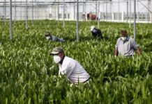 MCL Piacenza: “La nuova sanatoria degli immigrati”