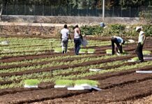 MCL Piacenza contro il caporalato: “Le infiltrazioni mafiose nella filiera agroalimentare muovono economia illegale”