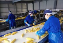 Parte la campagna del mais dolce, un terzo arriva dalla provincia piacentina