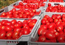 POMODORO – Entra nel vivo la trattativa per il prezzo della campagna 2021. Coldiretti: “Programmazione e distretto chiavi per filiera”