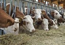 ALLEVAMENTI SOTTO SCACCO: LE AZIENDE CHIUDONO. L’ALLARME DI CONFAGRICOLTURA