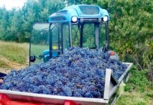 Una volta si diceva che il vino buono fa buon sangue: dai “Fratelli Gennari”, il vino lo fanno ancora come una volta