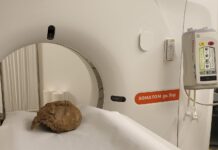 Tecnologia medica al servizio della storia, TAC per un delfino datato 2,5 milioni di anni fa
