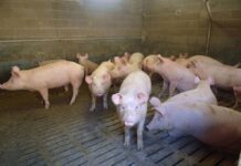 Peste suina, nuova infezione a Piacenza: gli agricoltori tremano