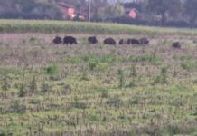Numerosi gruppi di cinghiali stazionano nei campi di pianura