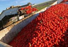 Siglato l’accordo quadro del pomodoro da industria con soddisfazione di Confagricoltura Piacenza
