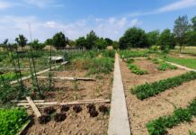 Orti urbani, spazi dedicati anche alla terza età e alle scuole. Entro il 4 marzo le domande