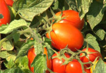 Campagna pomodoro da industria 2025: iniziata la raccolta e trasformazione nel Nord Italia