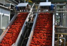 Pomodoro da industria del Nord Italia: raggiunto l’accordo quadro per la campagna 2026