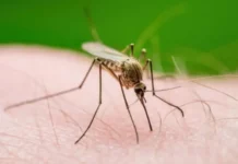 West Nile, raddoppiano i casi a Piacenza: sei infezioni, due ricoverati in ospedale