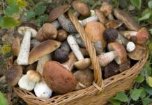 Profumi d’autunno: a Bobbio, Sagra del Fungo, Tartufo e dell’Uva